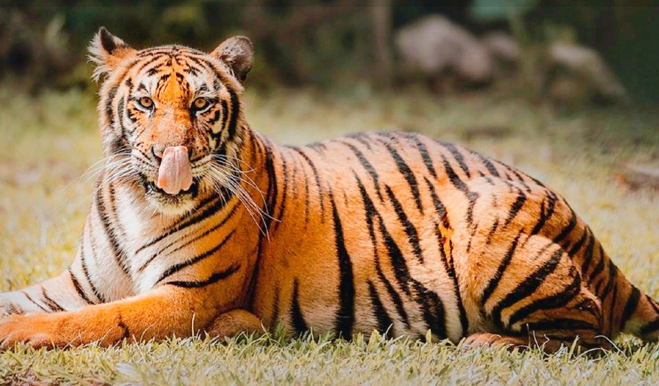Cebu Safari and Adventure Park