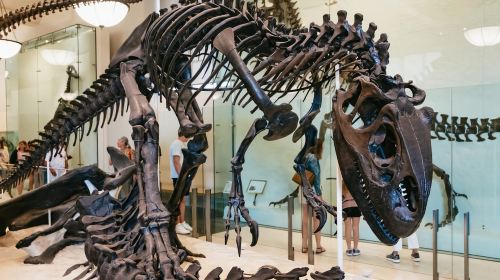 New York City: American Museum of Natural History Ticket Day Tours