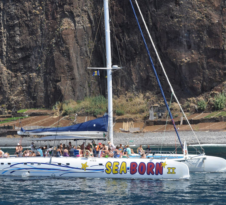 Funchal: Dolphin and Whale Watching Catamaran Cruise