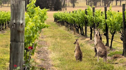 Hunter Valley: Wine, Chocolate and Lunch All Inclusive Tour Day Tours