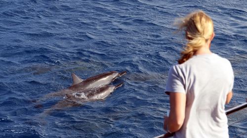 Oahu: 3 Zipline & All Inclusive Dolphin Watch Snorkel Cruise Day Tours