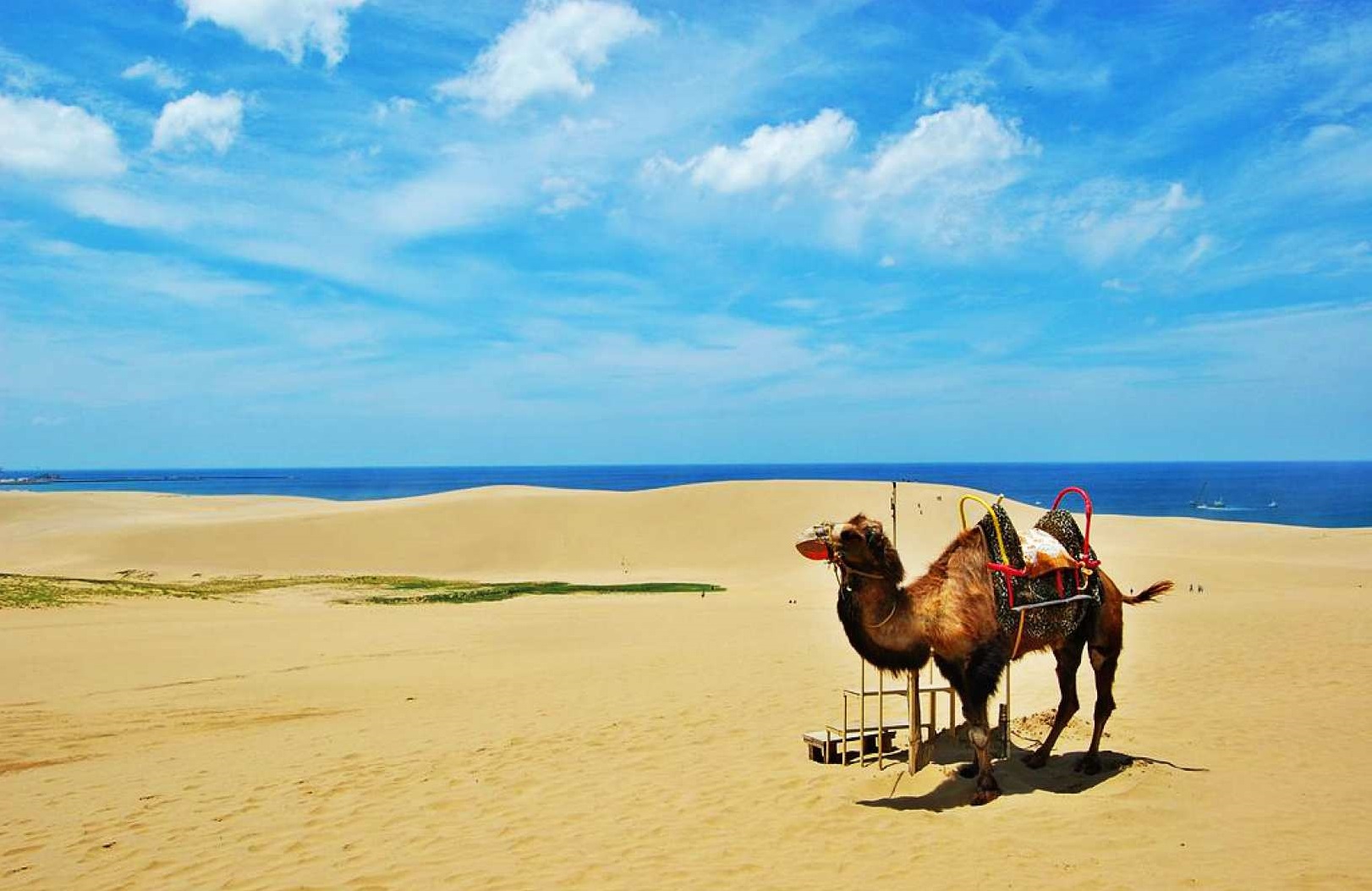 [Tottori Bus Day Tour] Tottori Sand from Osaka: Dunes, Uratomi Coast Cruise, Sand Museum, Pear Picking Experience with Optional Lunch - Japan - HolidaySG