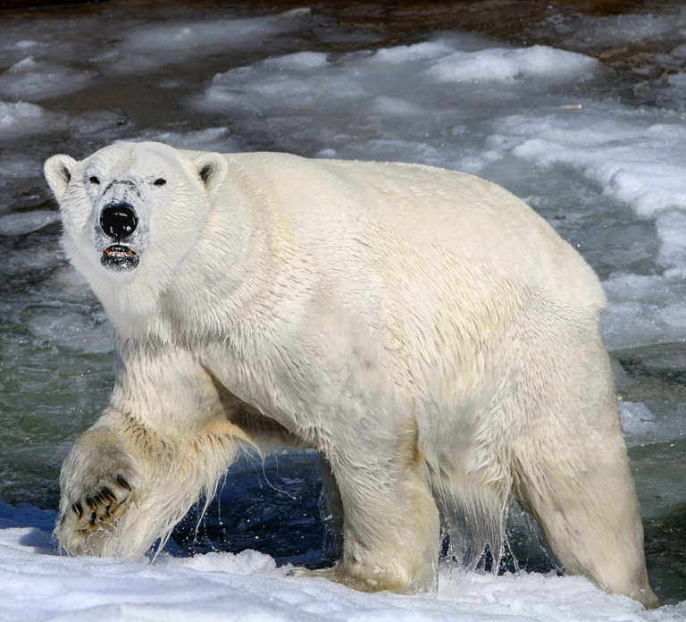Rovaniemi: Return Transfer to Ranua Zoo by Private Van
