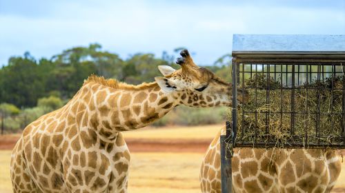 Monarto Safari Park