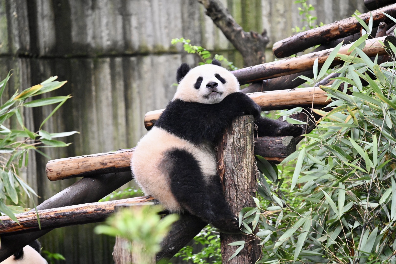 Chengdu Panda Park Daily Bus Tour with Tickets by CITS XZANBUS - HolidaySG