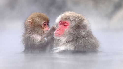 1-Day Snow Monkeys, Zenko-ji Temple & Sake in Nagano Day Tours