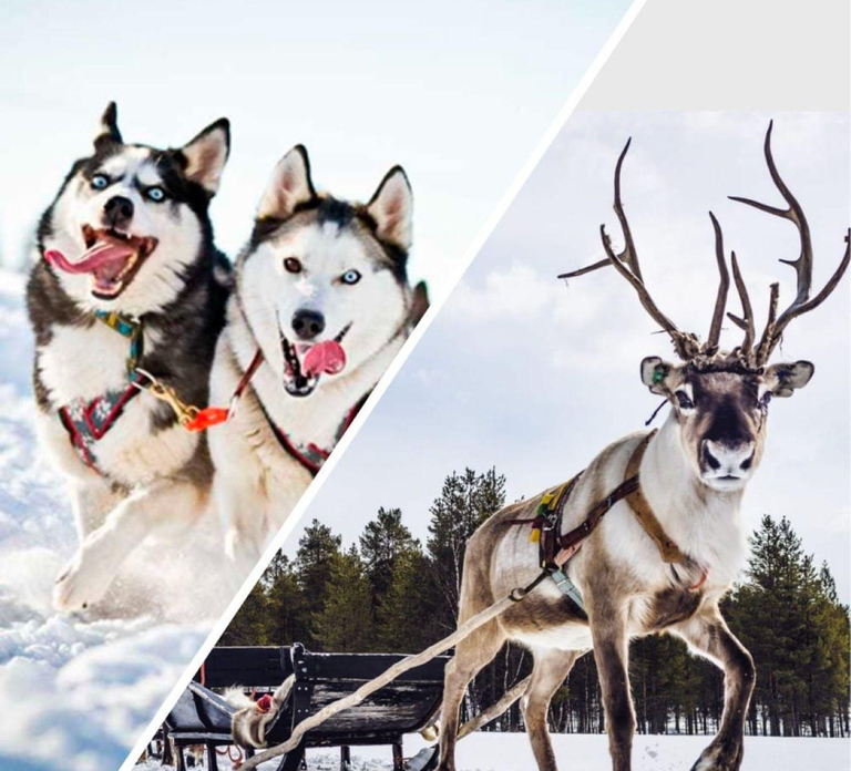 Levi: Ultimate Combo! Husky Safari & Reindeer Sleigh Ride