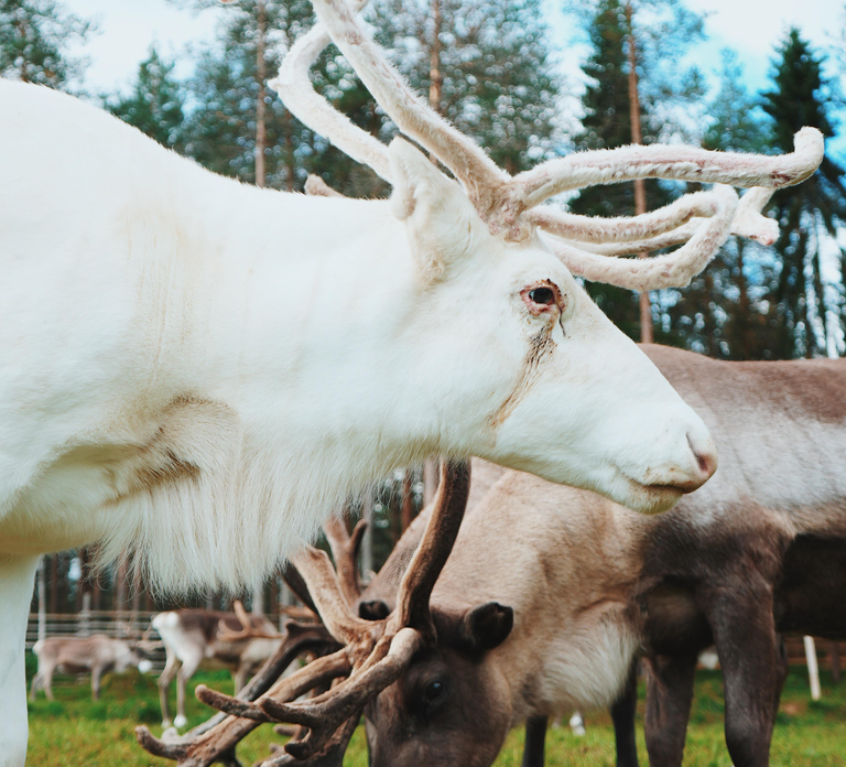 Rovaniemi: Reindeer Farm Tour with Sledge Ride & Pickup