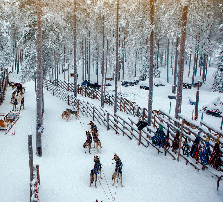 Rovaniemi: Reindeer & Husky Ride with Santa Claus Village