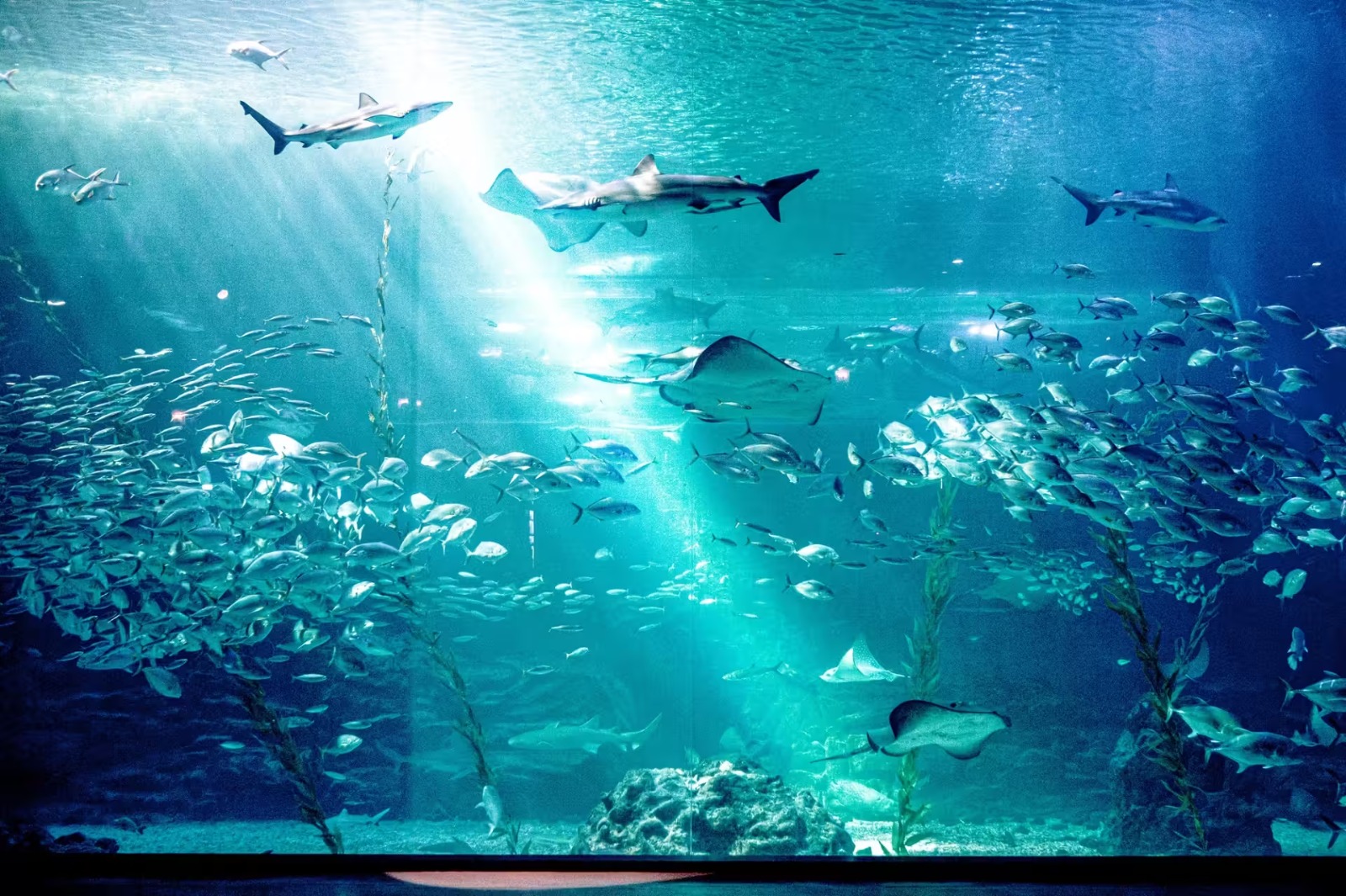 Aqua Planet Jeju
