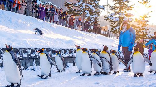 Hokkaido Asahiyama Zoo & Waterfall & Instagrammable Christmas Tree & Elf Stream / Chinese or English Guided Day Trip Day Tours