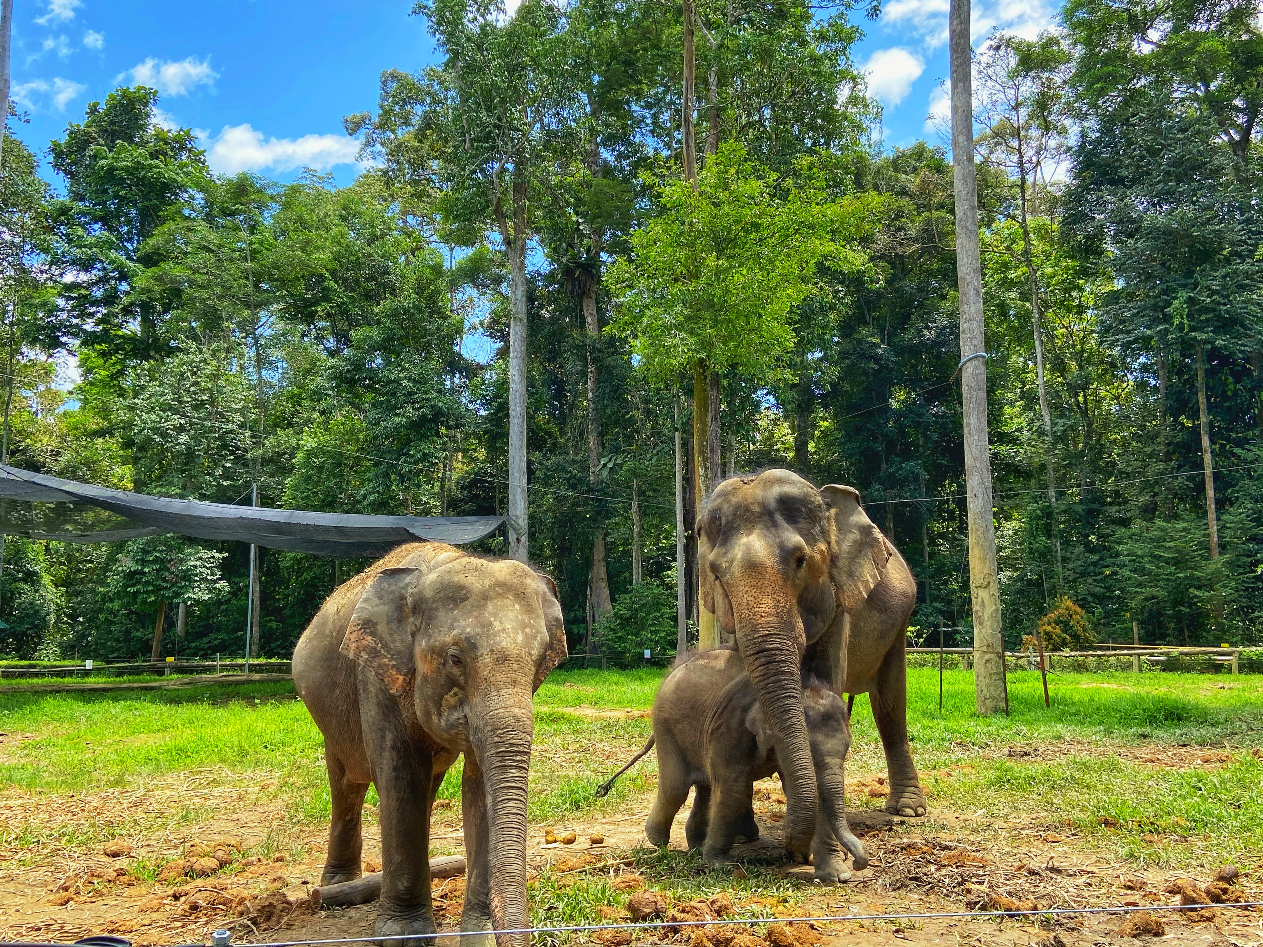 Kuala Gandah Elephant Sanctuary Tour - (SIC - Join In Tour) - HolidaySG