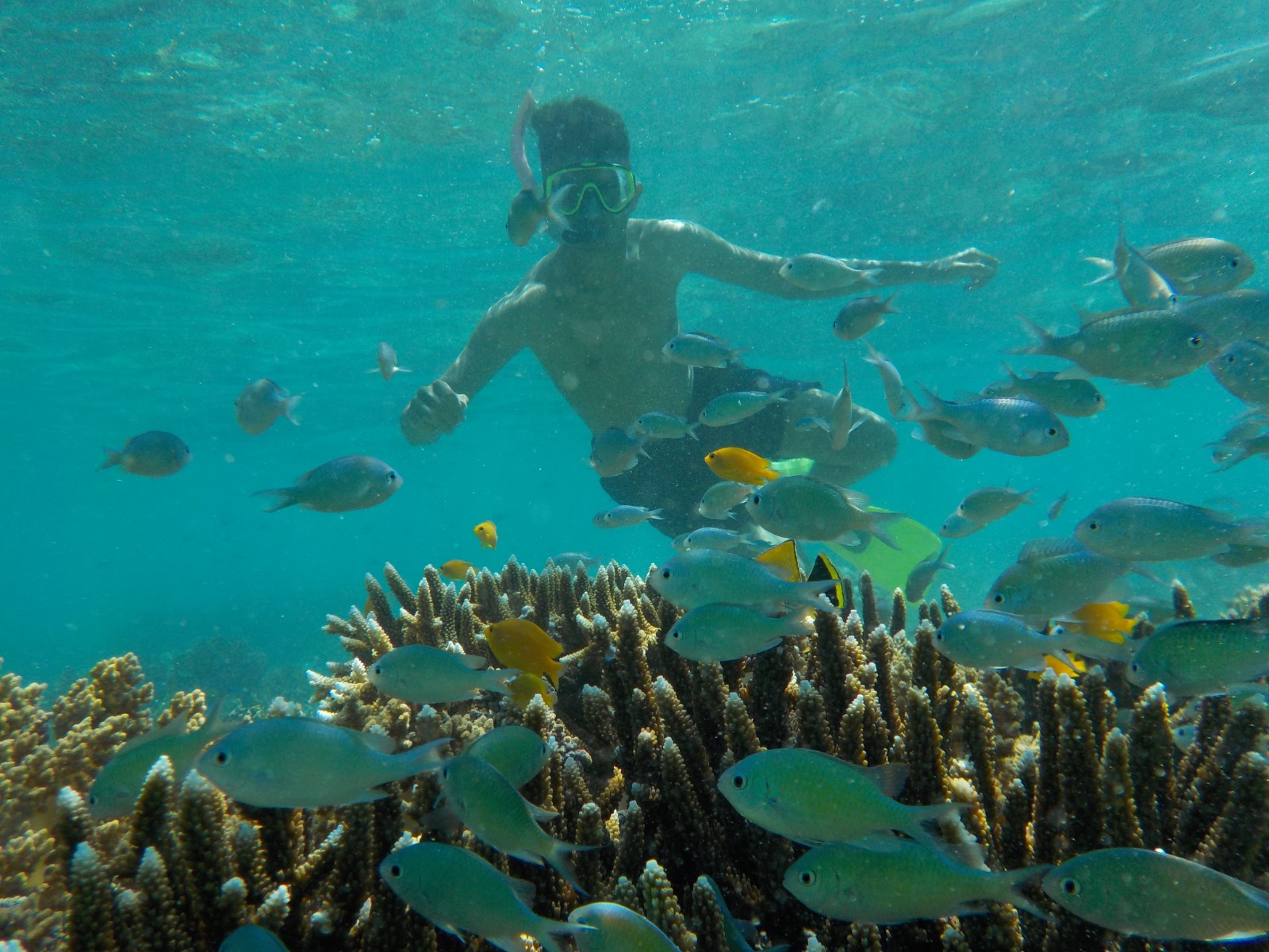 Open Trip Menjangan