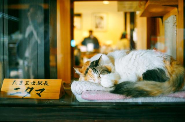 One-day tour in Wakayama | Kishi Station + Nanki Shirahama Onsen + Toretore Market + Senjojiki + Sandanbeki | Osaka