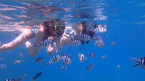 Okinawa Blue Cave diving and snorkeling 0.5h activity [Snorkeling/Private boat/Naha or Chatan pickup]