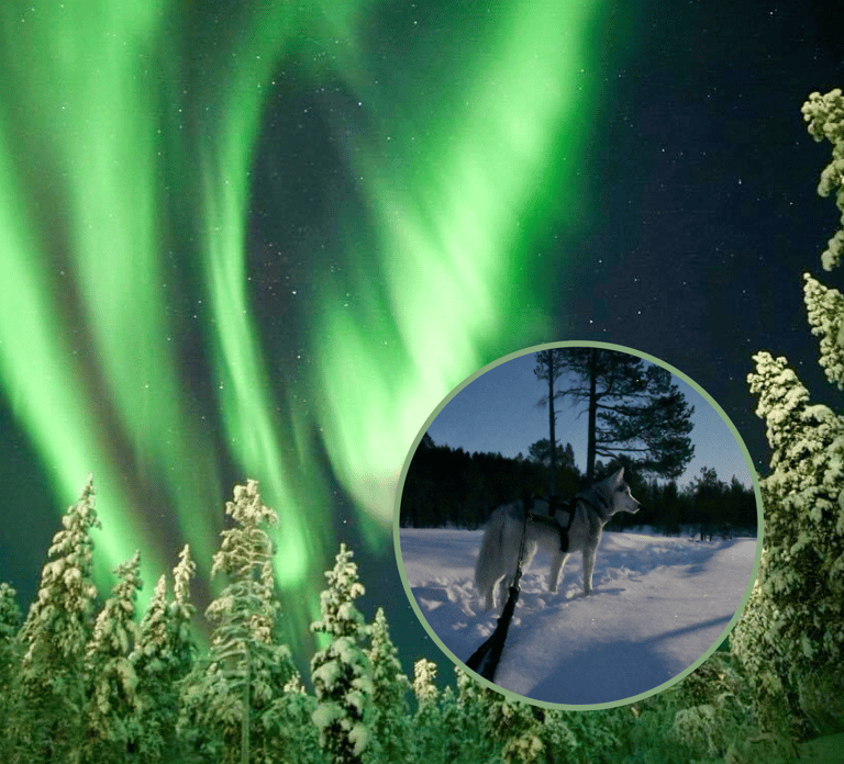 Ivalo: Aurora Hunting with Huskies