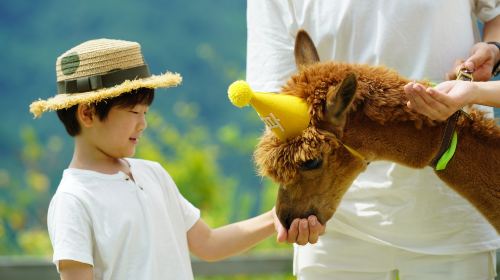 Alpaca World+Nami Island+Garden of Morning Calm one-day tour Day Tours