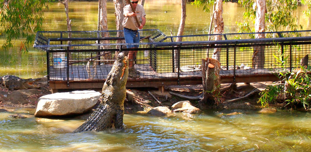 Hartleys Crocodile Adventures Entry Tickets