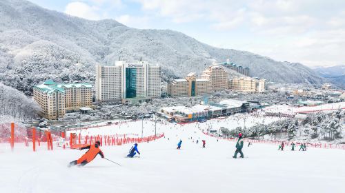 Vivaldi Park Winter Ski Resort + Nami Island Day Tour (From Seoul, Ski Snowboard Sled, with Clothes & Basic Lesson) Day Tours