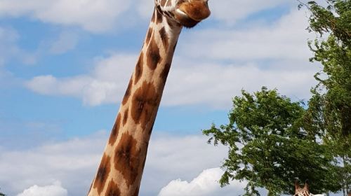 Wildlands Adventure Zoo Emmen - HolidaySG