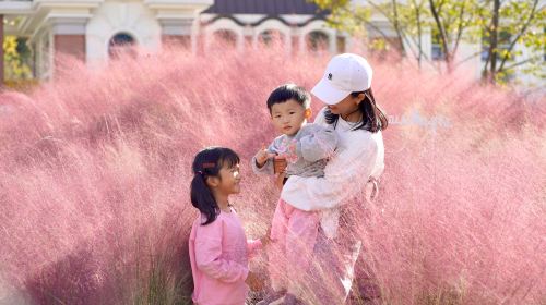 Nami Island + Gapyeong Begonia Bird Park One Day Tour (Depart from Seoul) Day Tours