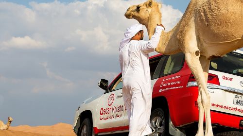 Sunset Camel Trekking, Falcon Show & VIP BBQ Dinner Day Tours