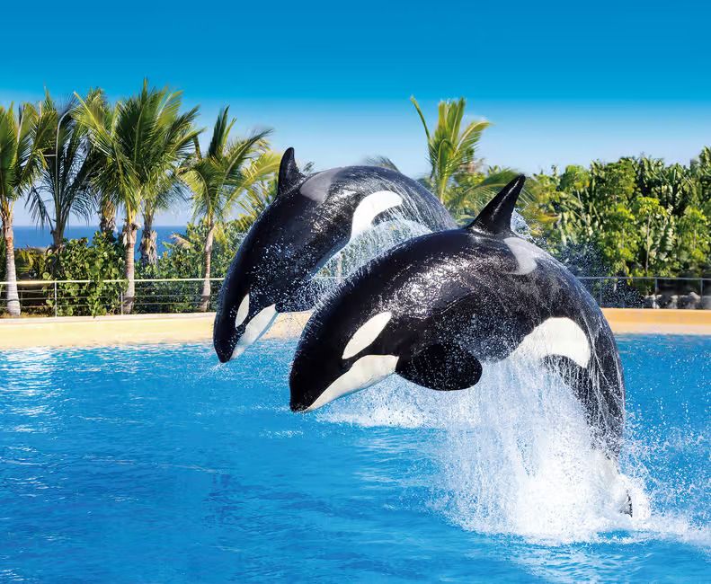Loro Parque and Siam Park Combined Admission