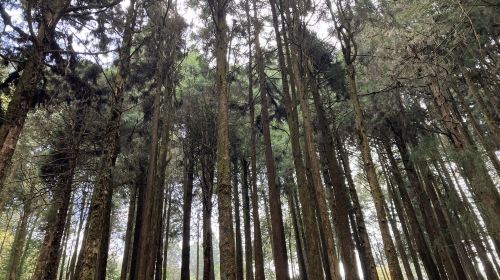 Alishan & Fenchihu Day Tour from Taichung Day Tours - HolidaySG