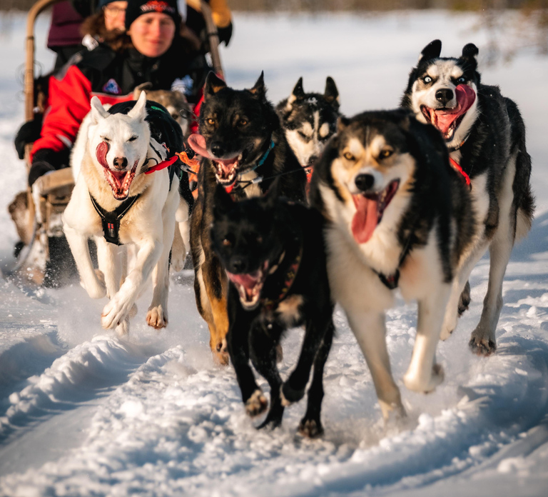 Rovaniemi: 4-7 km Self-Drive Husky Sled Through the Forest