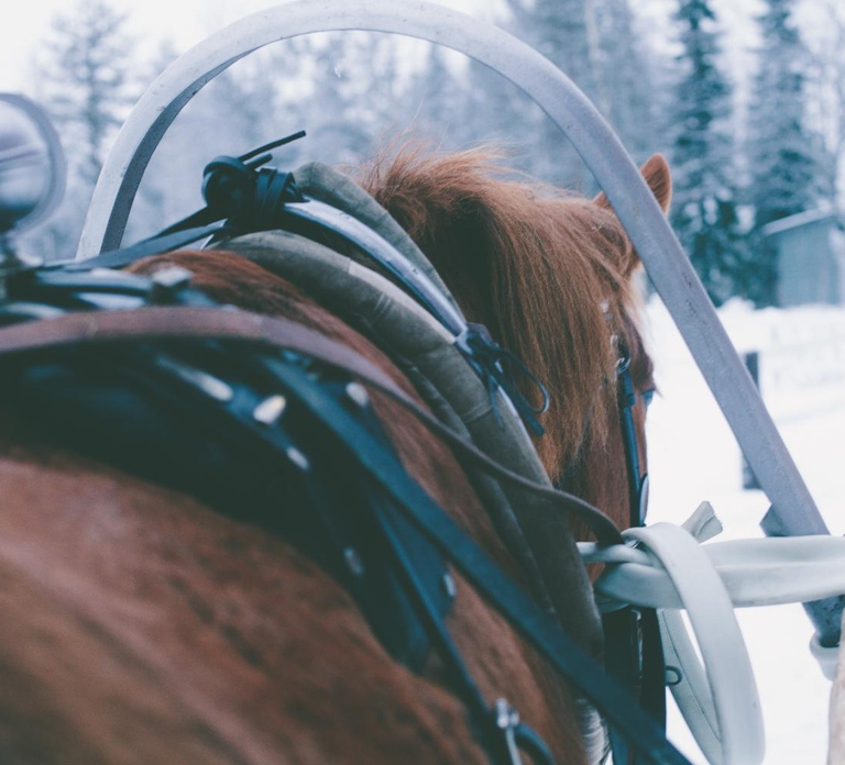 Ruka-Kuusamo: Horse-drawn Sleigh Ride in the Countryside