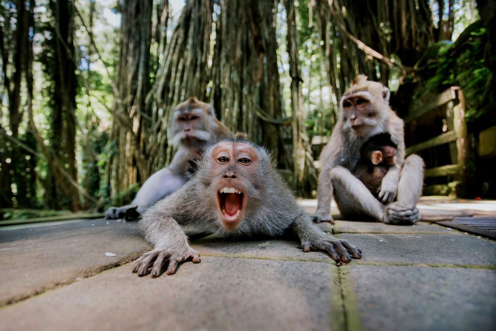 Sacred Monkey Forest Ubud - HolidaySG