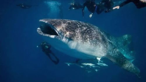 1-day tour to Oslob whale sharks + Kawasan Falls canyoneering in Cebu, Philippines Day Tours - HolidaySG