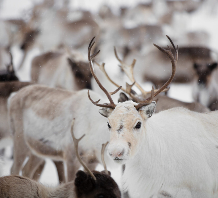 Levi: Traditional Reindeer Husbandry Experience
