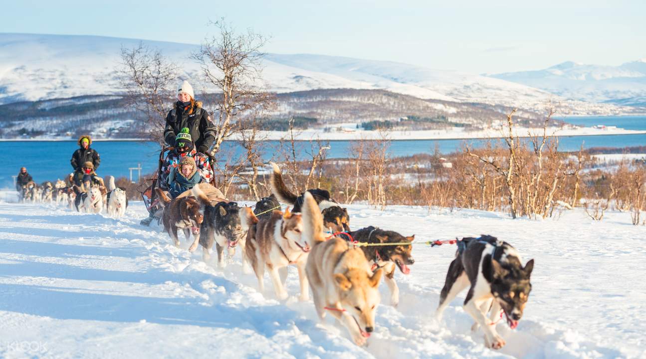 Husky Dog Sledding - HolidaySG