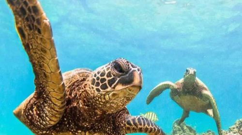 2-hour diving and diving experience at Waikiki Beach in Honolulu, USA [USA Waikiki Sea Turtle Snorkeling Cruise Experience (Optional Lunch 166748]