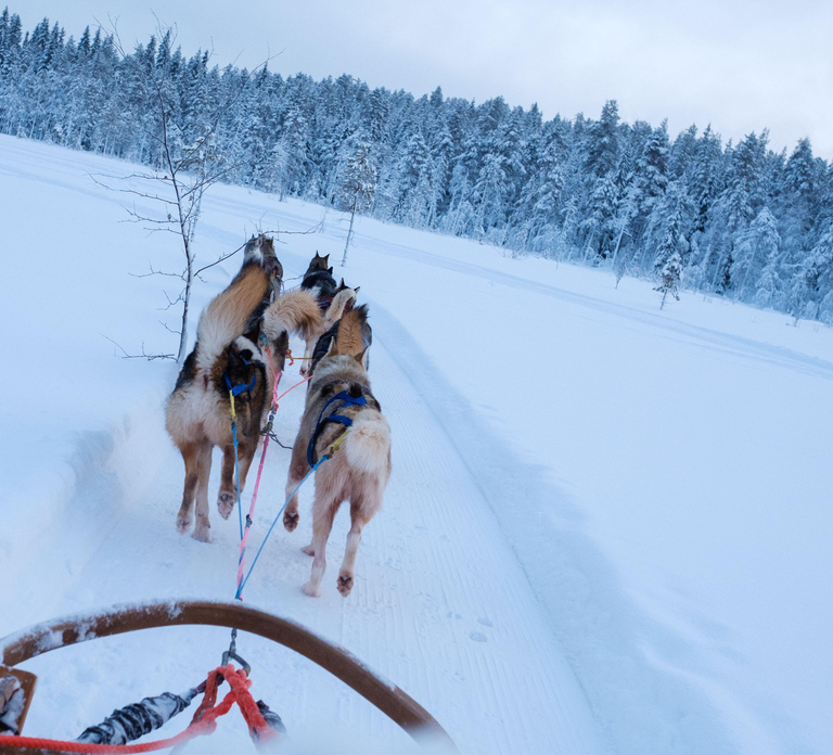 Rovaniemi: Lapland Wilderness Husky Safari 7,5 km