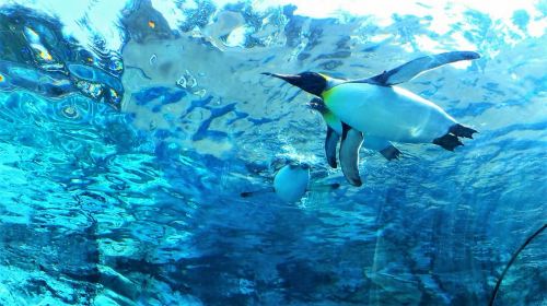 Hokkaido│Kurodake Ropeway, Asahiyama Zoo Autumn Leaves Tour Day Tours