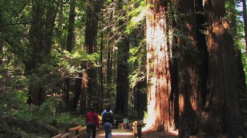  Muir Woods and Sausalito Morning Tour Small-Group Half Day Day Tours