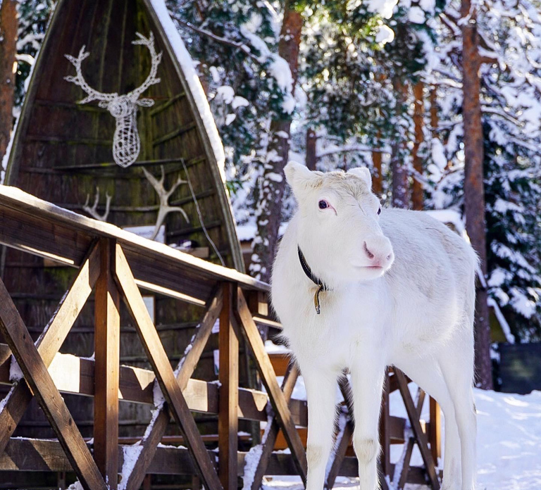Authentic Reindeer Experience with Private Transportation