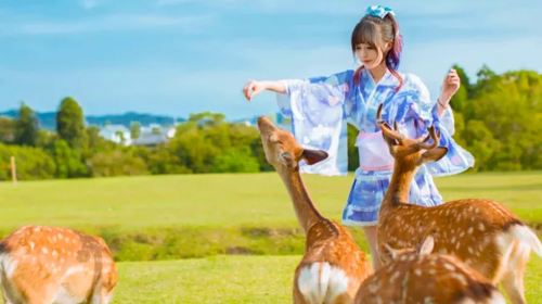 one-day tour of Kiyomizu Temple in Nara, Kyoto, Japan [9-person small group optional|Hotel pickup|Chinese and English driver guide Day Tours
