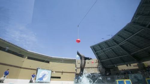 Miyajima Public Aquarium Infant