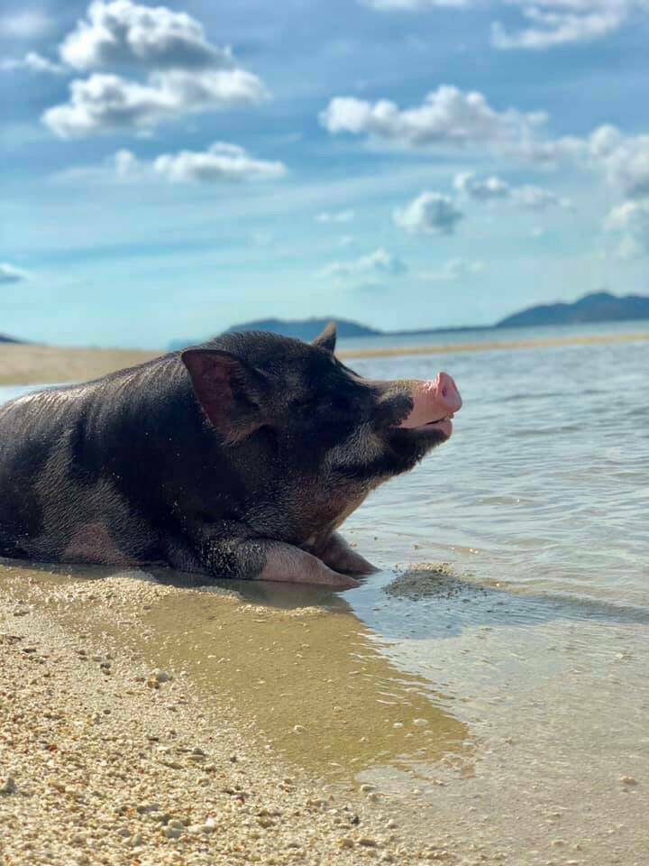 Join Tour Koh Tan & Koh Mudsum by Speedboat from Samui