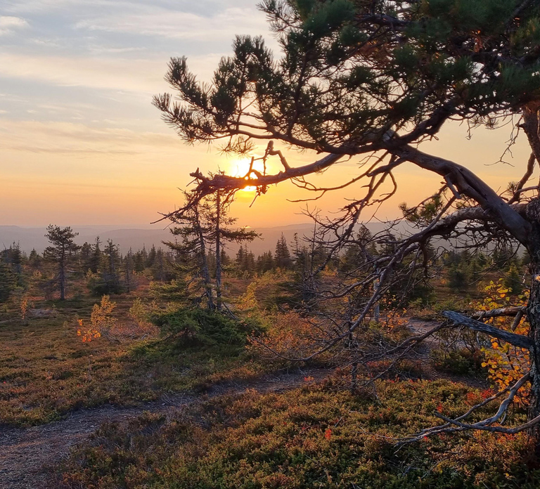 Riisitunturi National Park Guided Hike