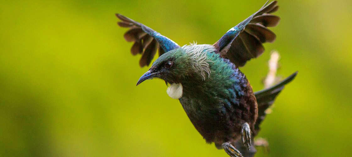 ZEALANDIA by Day Guided Experience - HolidaySG