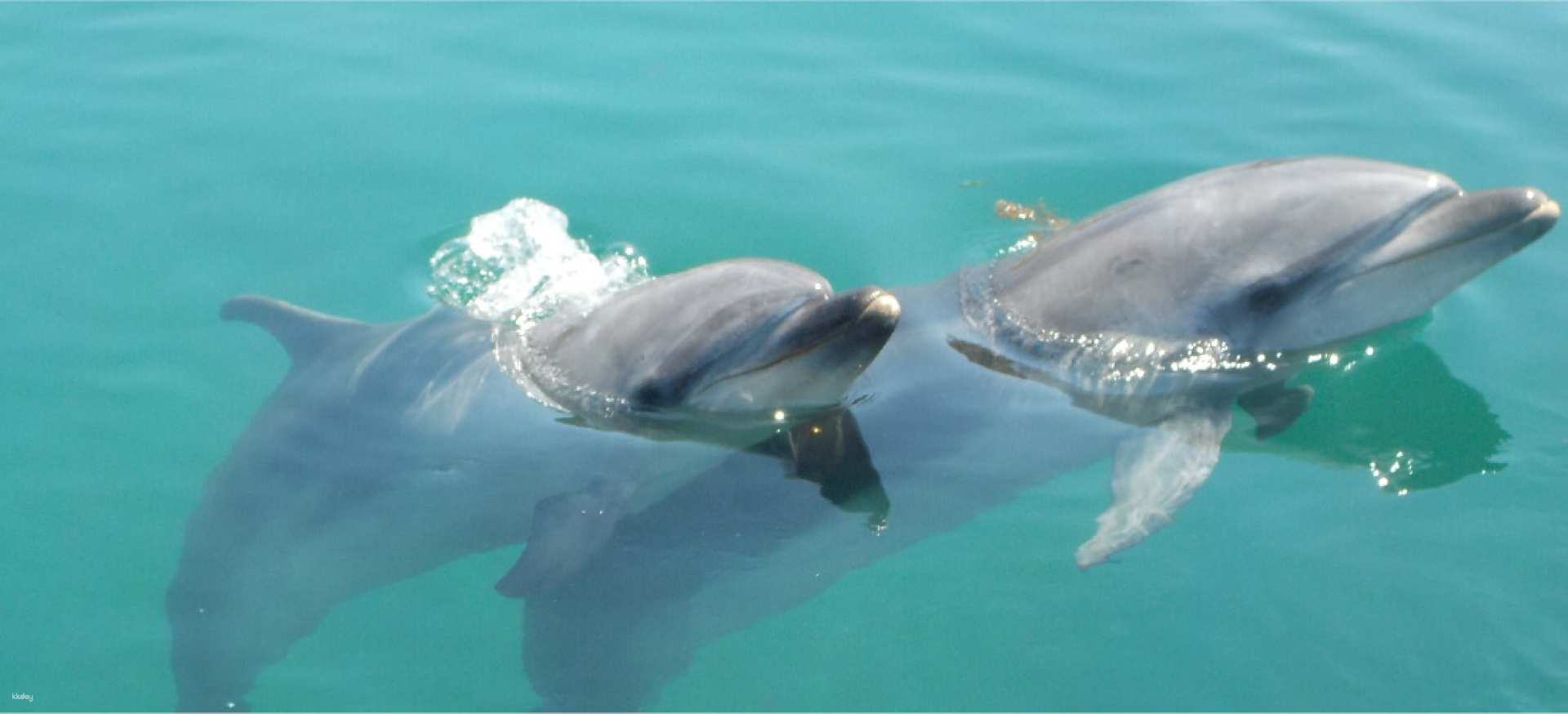 Dolphin Farm Shimanami Admission Ticket | Ehime