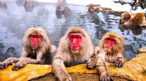 Private Snow Monkeys park Day Trip From Tokyo or Nagano Day Tours