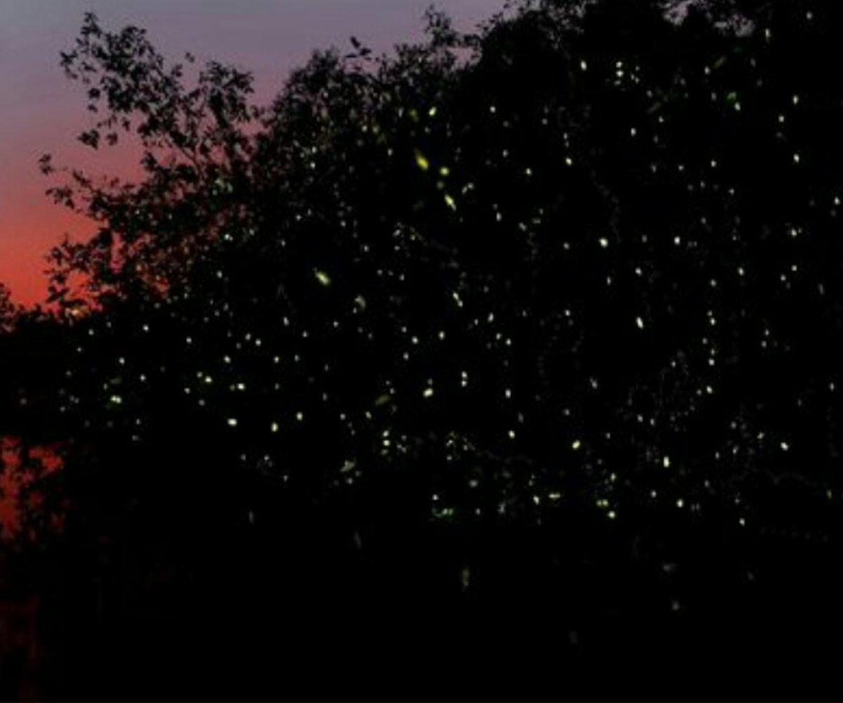 Kawa Kawa Fireflies Sunset Cruise - HolidaySG