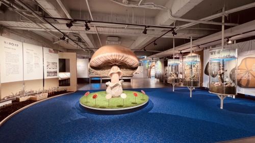 Wufeng Mushroom Museum - HolidaySG