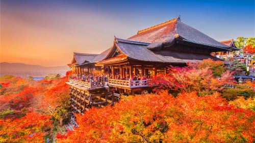 1-day tour of Nara Park + Kyoto's ancient capital + Fushimi Inari Taisha with adorable deer interaction Day Tours
