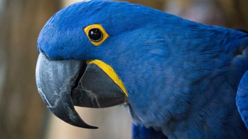 Niagara Falls, Canada: Bird Kingdom Entry Ticket Day Tours